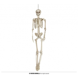 Szkielet człowieka 160 cm 26044