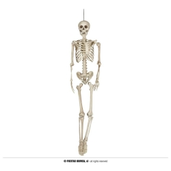 Szkielet człowieka 160 cm 26044